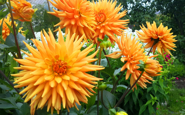 Георгины Gold Crown