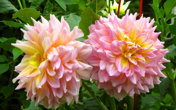 Георгины декоративные желто-розовые