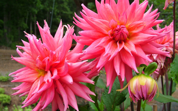 Георгина Forrestal