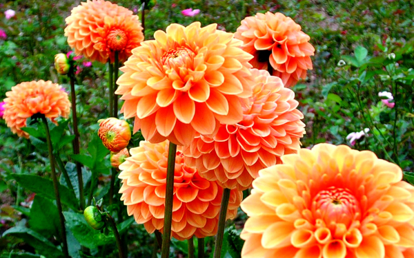 Яркие оранжевые георгины