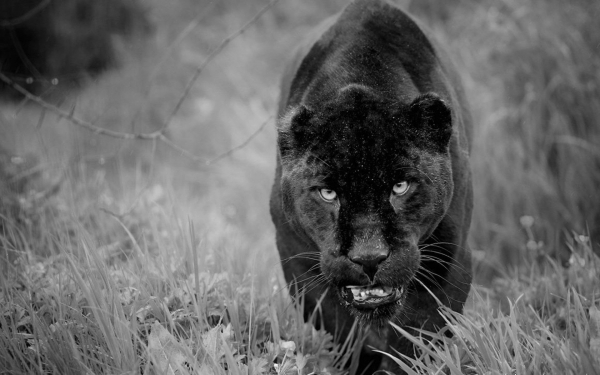 Черная пантера