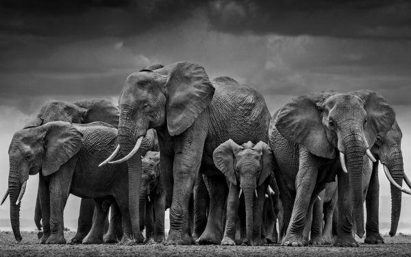Стадо слонов
