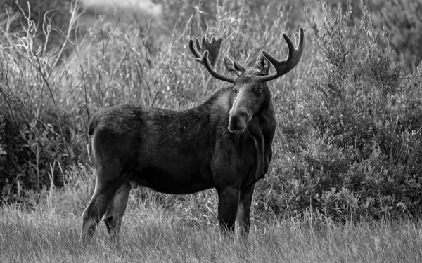 Лось на опушке леса