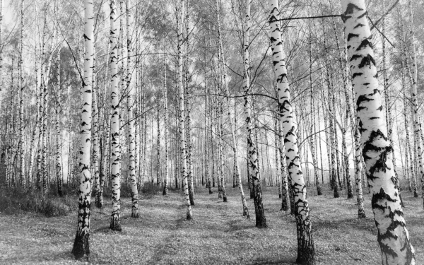 Березовая роща