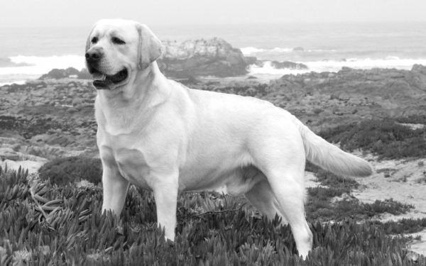 Белый Лабрадор