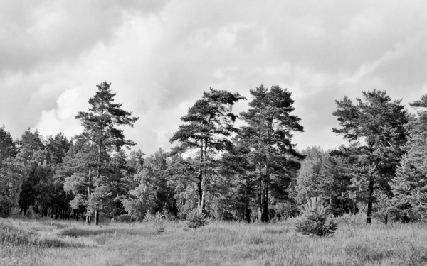 Опушка леса