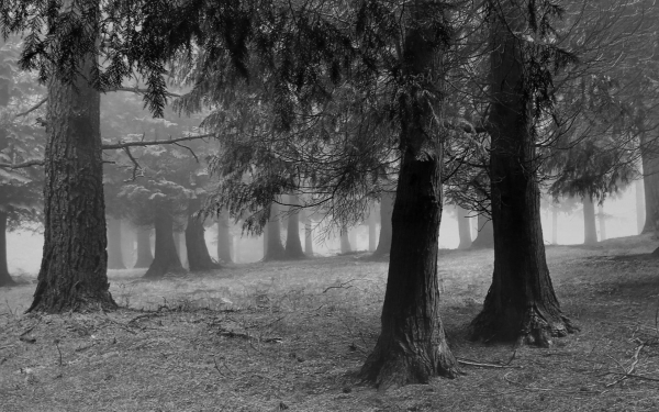 Туман в лесу