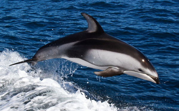 Белобокий дельфин