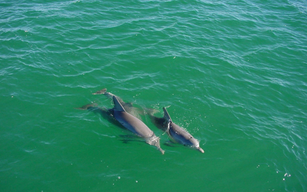 Дельфины в океане