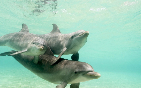 Три серых дельфина