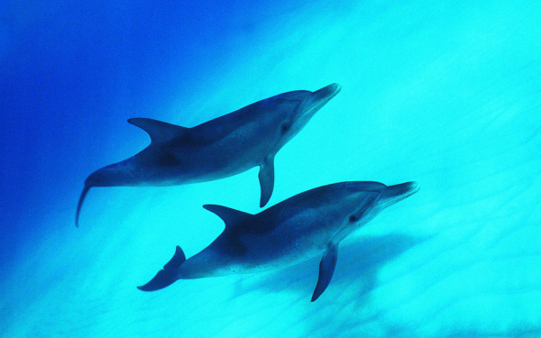 Дельфины