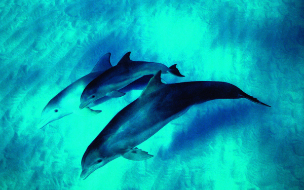Дельфины плывут