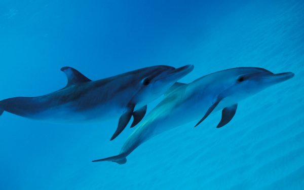 Дельфины  под водой