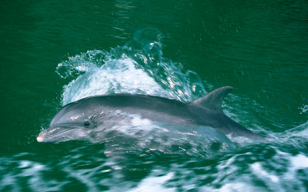 Дельфин  резвится