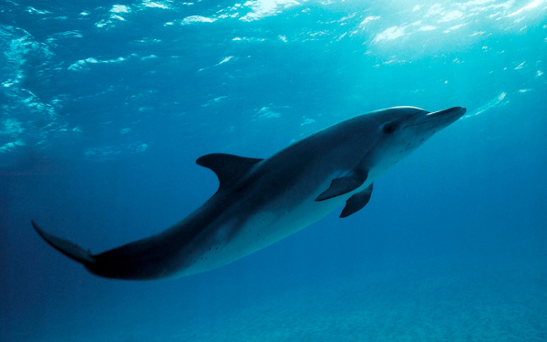 Дельфин в море