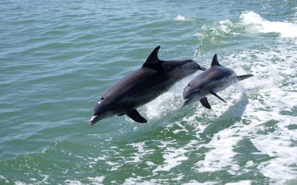 Игры дельфинов на воде