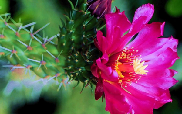 Кактус цветок