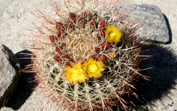 Бочковый кактус