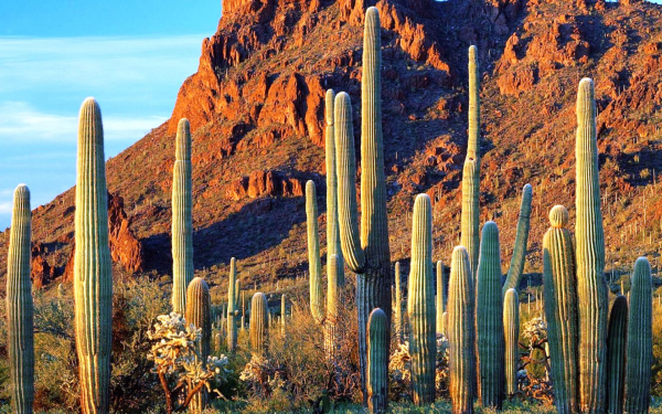 Гигантские кактусы Аризоны