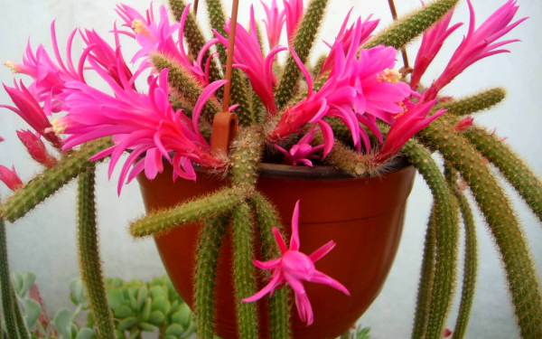 Домашний кактус