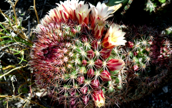 Кактус  маммиллярия