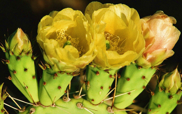 Кактус опунция пустынная