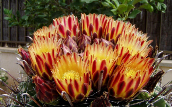 Кактус расцвел