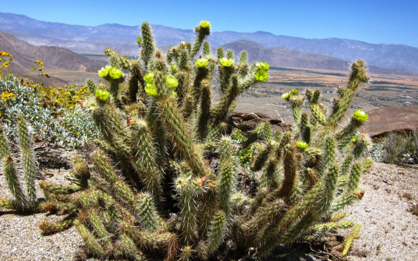 Кактус с зелеными цветами