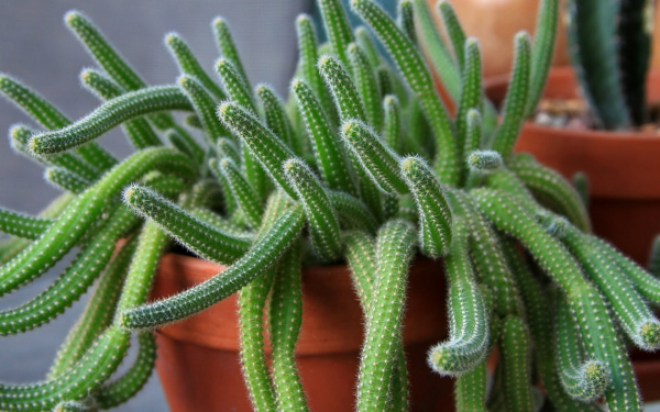 Кактус хамецереус