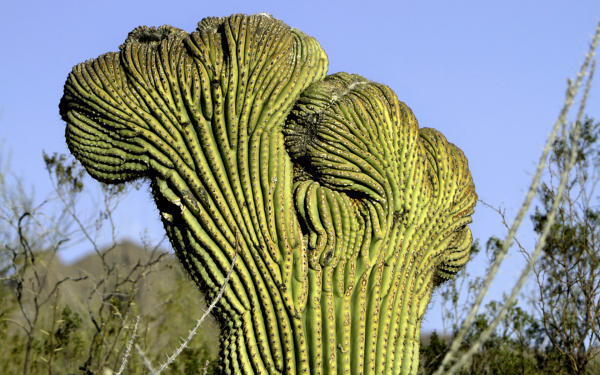 Кактус цереус