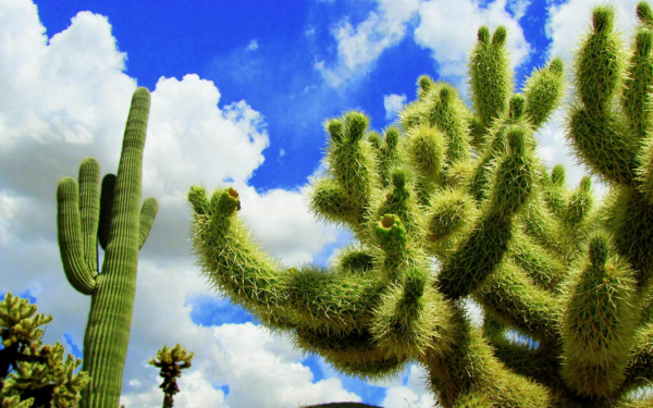 Кактус чойя