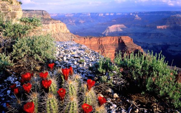 Кактусы в Большом каньоне