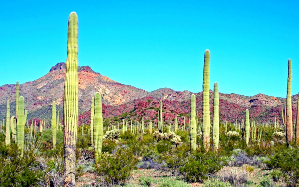 Кактусы в национальном парке в США
