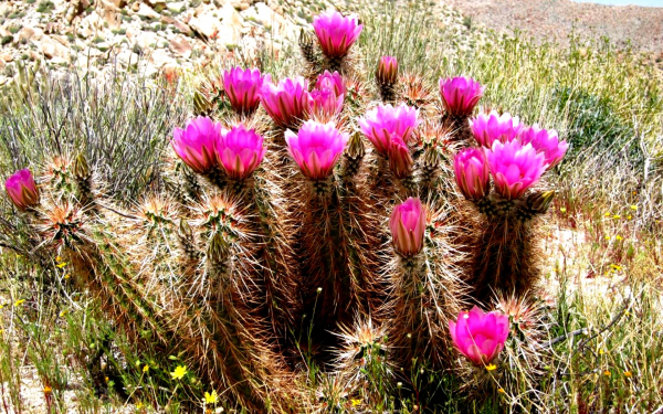 Кактусы цветут