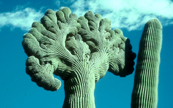 Кактусы цереусы