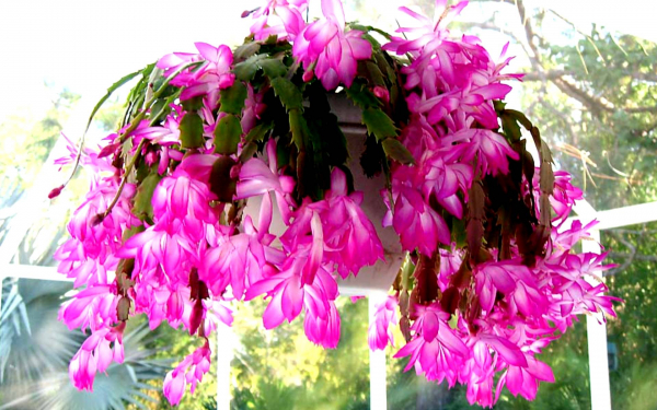 Рождественский кактус