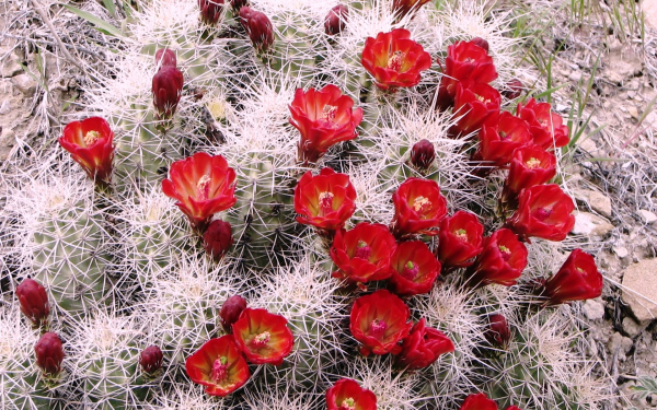 Цветение кактусов