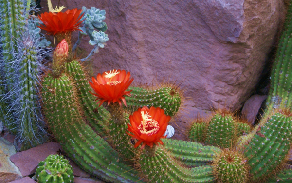 Цветущий кактус