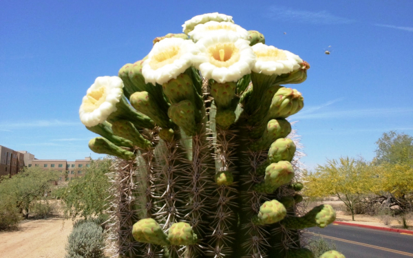 Цветы кактуса цереуса