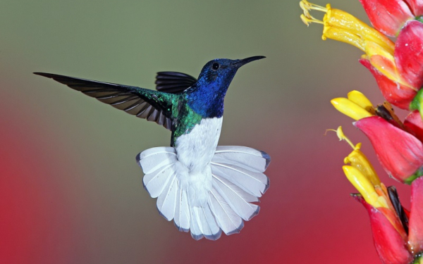 Белохвостая колибри