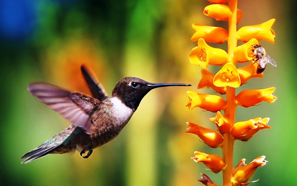 Колибри и пчела  собирают нектар