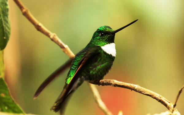 Колибри инка