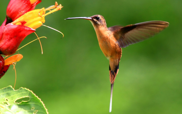 Колибри летит за нектаром