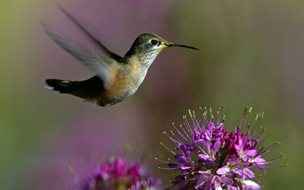 Колибри летит над цветами