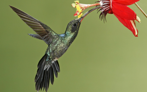 Колибри пьет нектар