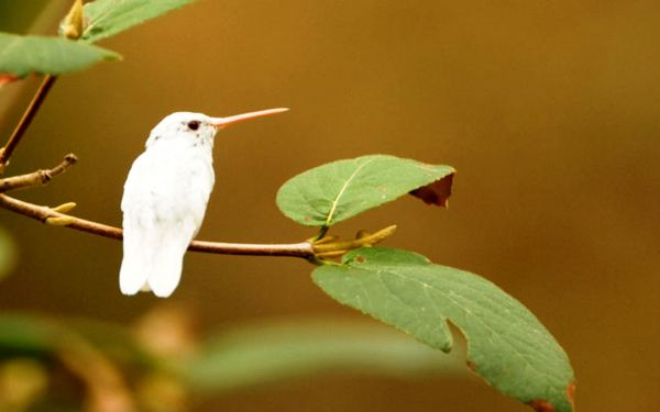 Колибри с белым оперением