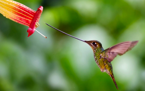 Мечеклювый колибри нацелился на цветок