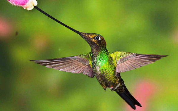 Мечеклювый колибри пьет нектар