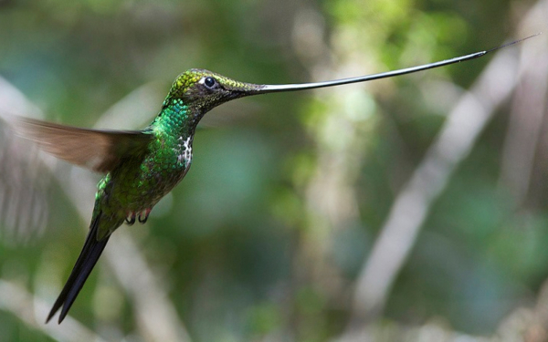 Мечеклювый колибри