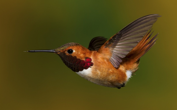 Полет колибри